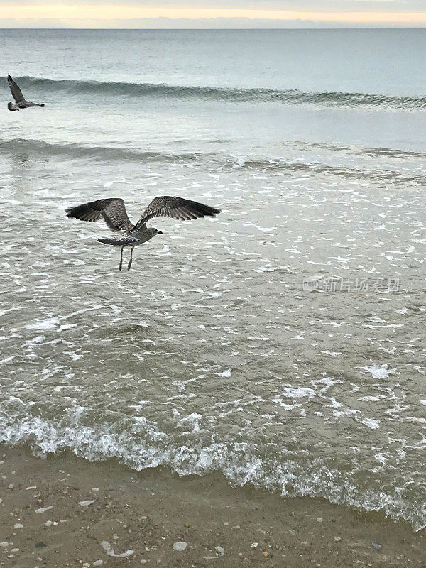 欧洲银鸥(Larus argentatus)飞过灰色的波浪和海洋，向地平线，伯恩茅斯海岸线，多塞特，英国，英国